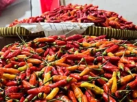 Harga beras medium turun jadi Rp13.678/kg, cabai rawit Rp46.372/kg