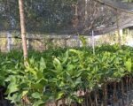Sayur Luyo Siap Jadi Mitra Terbaik Setiap Dapur di Sulbar melalui Budidaya Jambu Citra