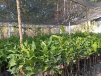 Sayur Luyo Siap Jadi Mitra Terbaik Setiap Dapur di Sulbar melalui Budidaya Jambu Citra