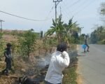 Warga Diminta Waspada, Puntung Rokok Diduga Berpotensi Picu Kebakaran Lahan di Dekat SMP 3 Campalagian