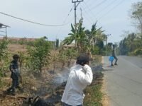 Warga Diminta Waspada, Puntung Rokok Diduga Berpotensi Picu Kebakaran Lahan di Dekat SMP 3 Campalagian