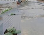 Bertani di Tengah Kemarau, Pemuda Dusun Pallembongan Tetap Semangat Menanam Timun