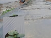 Bertani di Tengah Kemarau, Pemuda Dusun Pallembongan Tetap Semangat Menanam Timun
