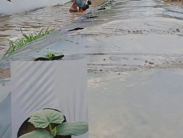 Bertani di Tengah Kemarau, Pemuda Dusun Pallembongan Tetap Semangat Menanam Timun