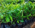 Sayur Luyo Siap Dukung Penuh Pallembongan Jadi Wisata Pertanian, 10 Ribu Pohon Jambu Citra Disiapkan pada Tahap Pertama