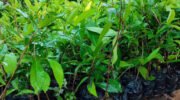 Sayur Luyo Siap Dukung Penuh Pallembongan Jadi Wisata Pertanian, 10 Ribu Pohon Jambu Citra Disiapkan pada Tahap Pertama
