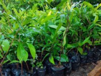 Sayur Luyo Siap Dukung Penuh Pallembongan Jadi Wisata Pertanian, 10 Ribu Pohon Jambu Citra Disiapkan pada Tahap Pertama