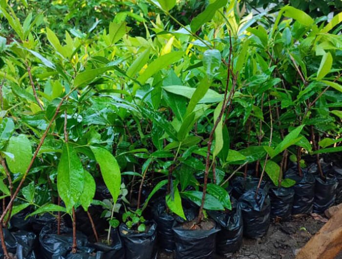 Sayur Luyo Siap Dukung Penuh Pallembongan Jadi Wisata Pertanian, 10 Ribu Pohon Jambu Citra Disiapkan pada Tahap Pertama